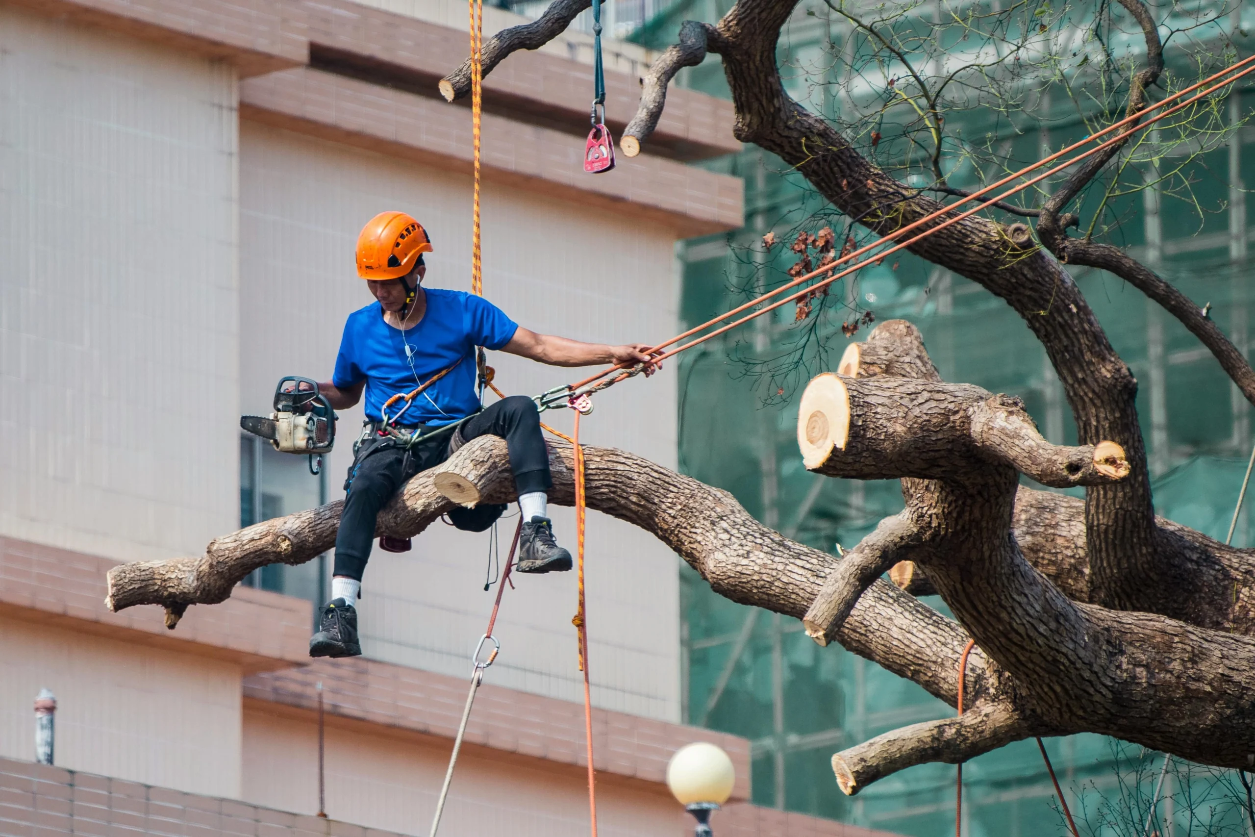 tree removal augusta ga